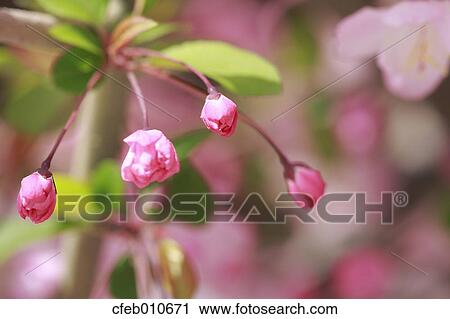 Cherry blossoms View Large Photo Image Stock Image - Cherry blossoms. Fotosearch