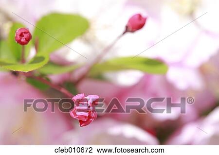 Cherry blossoms View Large Photo Image Stock Image - Cherry blossoms. Fotosearch