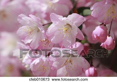 Cherry blossoms View Large Photo Image Stock Image - Cherry blossoms. Fotosearch