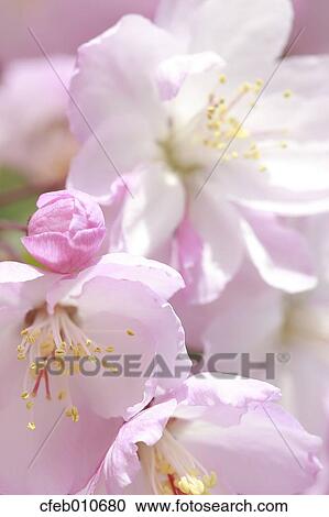 Cherry blossoms View Large Photo Image Stock Image - Cherry blossoms. Fotosearch