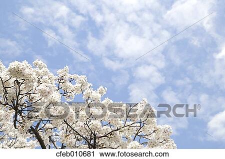 Stock Image - Cherry blossoms. Fotosearch
