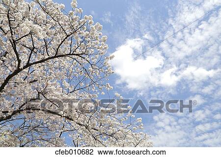 Cherry blossoms View Large Photo Image Stock Image - Cherry blossoms. Fotosearch