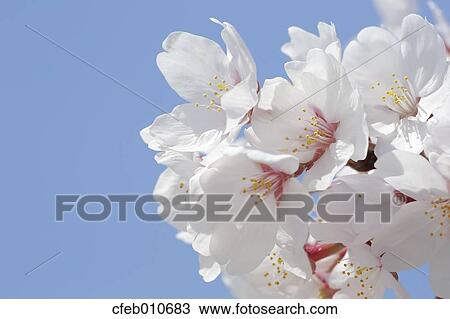 Cherry blossoms View Large Photo Image Stock Image - Cherry blossoms. Fotosearch