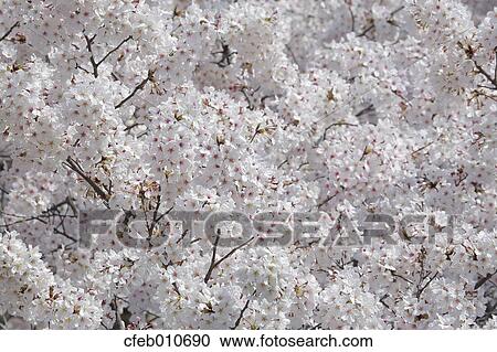 Cherry blossoms View Large Photo Image Stock Image - Cherry blossoms. Fotosearch