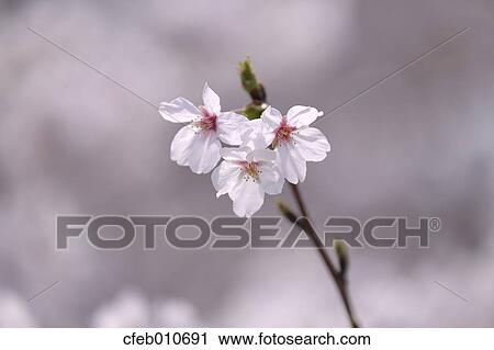 Stock Image - Cherry blossoms. Fotosearch