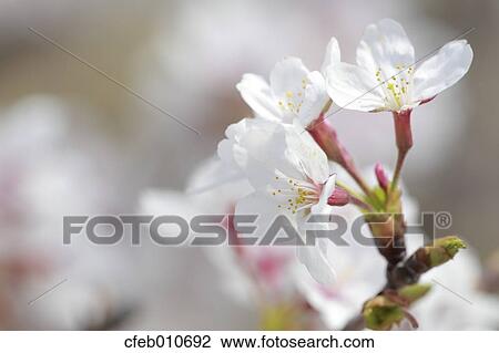 Cherry blossoms View Large Photo Image Stock Image - Cherry blossoms. Fotosearch