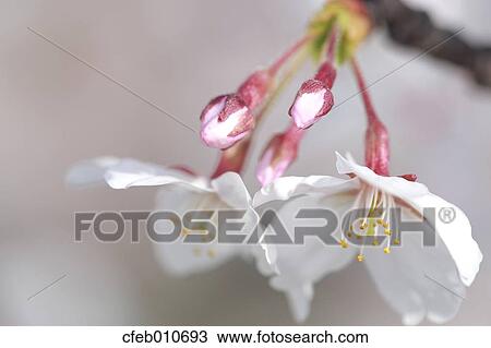 Cherry blossoms View Large Photo Image Stock Image - Cherry blossoms. Fotosearch