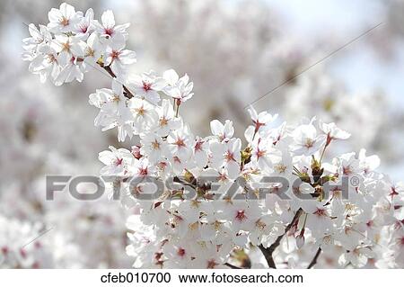 Cherry blossoms View Large Photo Image Stock Image - Cherry blossoms. Fotosearch
