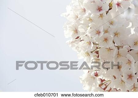 Cherry blossoms View Large Photo Image Stock Image - Cherry blossoms. Fotosearch