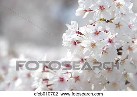 Cherry blossoms View Large Photo Image Stock Image - Cherry blossoms. Fotosearch