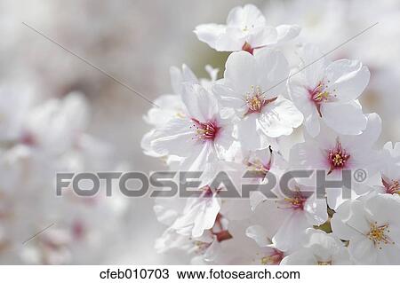 Cherry blossoms View Large Photo Image Stock Image - Cherry blossoms. Fotosearch