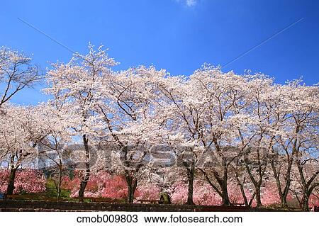 Cherry blossoms View Large Photo Image Stock Image - Cherry blossoms. Fotosearch