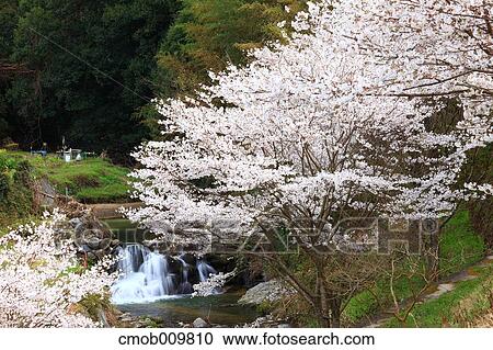 Cherry blossoms View Large Photo Image Stock Image - Cherry blossoms. Fotosearch