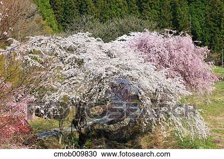 Cherry blossoms View Large Photo Image Stock Image - Cherry blossoms. Fotosearch