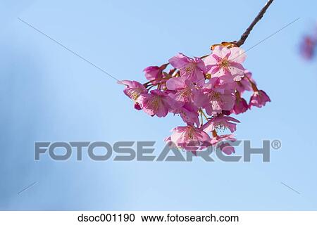 Cherry blossoms View Large Photo Image Stock Image - Cherry blossoms. Fotosearch