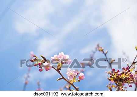 Cherry blossoms View Large Photo Image Stock Image - Cherry blossoms. Fotosearch