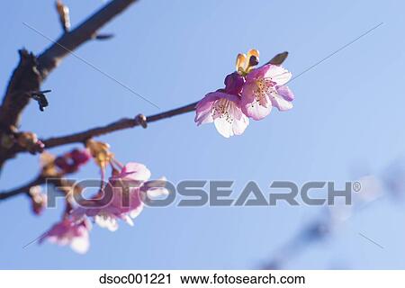 Cherry blossoms View Large Photo Image Stock Image - Cherry blossoms. Fotosearch