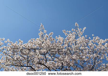 Cherry blossoms View Large Photo Image Stock Image - Cherry blossoms. Fotosearch