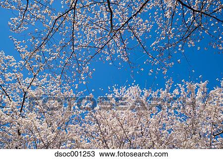Cherry blossoms View Large Photo Image Stock Image - Cherry blossoms. Fotosearch