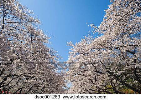 Cherry blossoms View Large Photo Image Stock Image - Cherry blossoms. Fotosearch