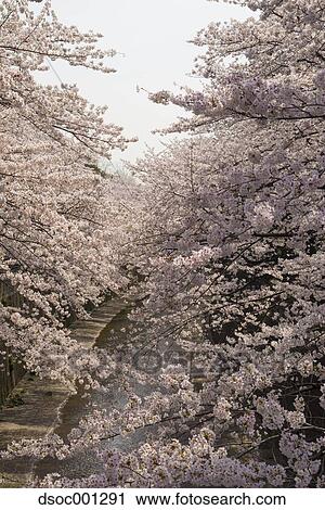 Cherry blossoms View Large Photo Image Stock Image - Cherry blossoms. Fotosearch