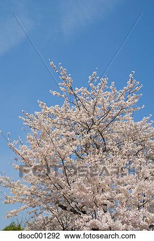 Cherry blossoms View Large Photo Image Stock Image - Cherry blossoms. Fotosearch
