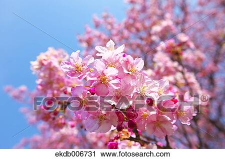 Cherry blossoms View Large Photo Image Stock Image - Cherry blossoms. Fotosearch