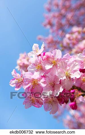 Cherry blossoms View Large Photo Image Stock Image - Cherry blossoms. Fotosearch