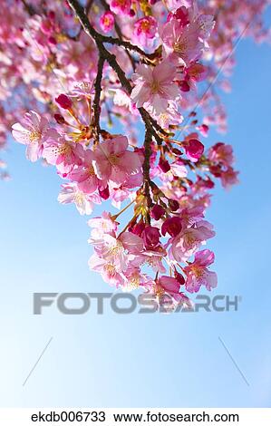 Cherry blossoms View Large Photo Image Stock Image - Cherry blossoms. Fotosearch