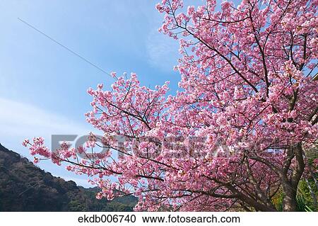 Cherry blossoms View Large Photo Image Stock Image - Cherry blossoms. Fotosearch