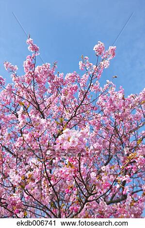 Cherry blossoms View Large Photo Image Stock Image - Cherry blossoms. Fotosearch