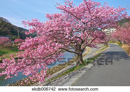 Cherry blossoms View Large Photo Image Stock Image - Cherry blossoms. Fotosearch