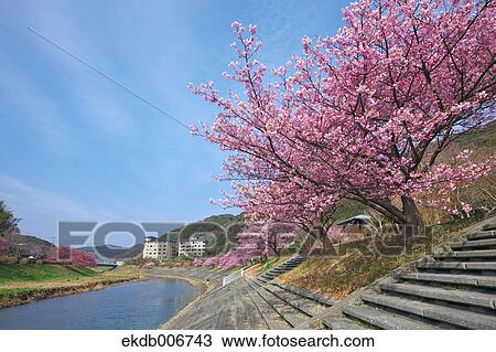 Cherry blossoms View Large Photo Image Stock Image - Cherry blossoms. Fotosearch