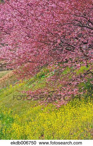 Cherry blossoms View Large Photo Image Stock Image - Cherry blossoms. Fotosearch