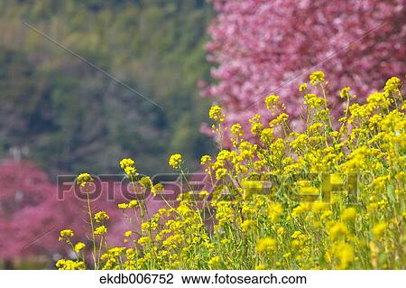 Cherry blossoms View Large Photo Image Stock Image - Cherry blossoms. Fotosearch