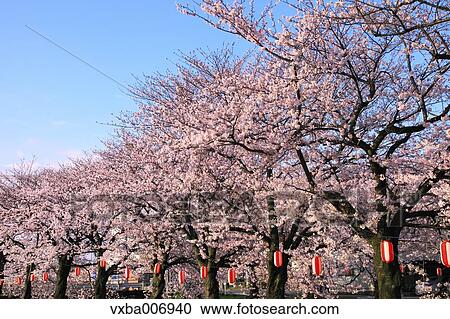 Cherry blossoms View Large Photo Image Stock Image - Cherry blossoms. Fotosearch