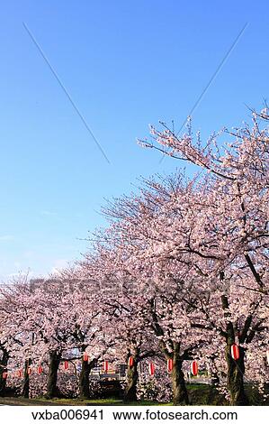 Stock Image - Cherry blossoms. Fotosearch
