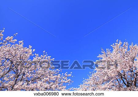 Stock Image - Cherry blossoms. Fotosearch