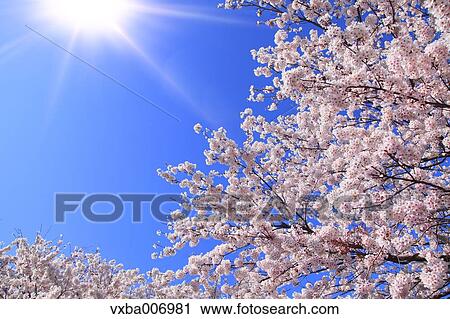 Cherry blossoms View Large Photo Image Stock Image - Cherry blossoms. Fotosearch
