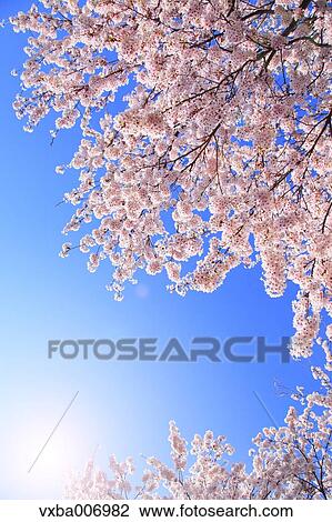 Cherry blossoms View Large Photo Image Stock Image - Cherry blossoms. Fotosearch