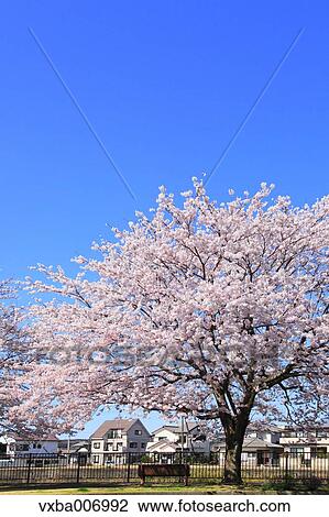 Cherry blossoms View Large Photo Image Stock Image - Cherry blossoms. Fotosearch