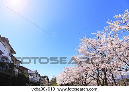 Cherry blossoms View Large Photo Image Stock Image - Cherry blossoms. Fotosearch
