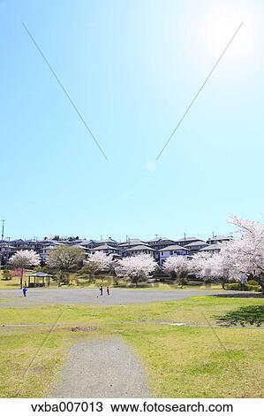 Cherry blossoms View Large Photo Image Stock Image - Cherry blossoms. Fotosearch
