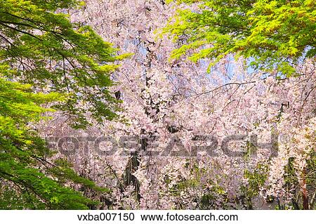 Stock Image - Cherry blossoms. Fotosearch