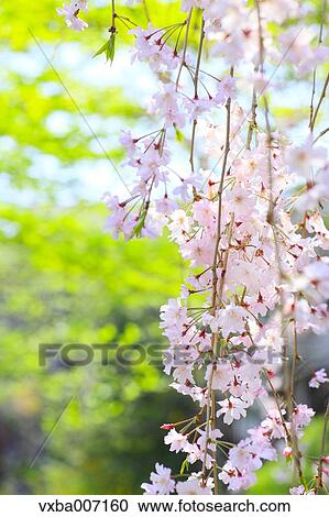 Stock Image - Cherry blossoms. Fotosearch