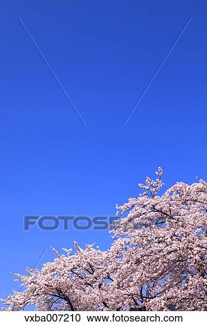 Cherry blossoms View Large Photo Image Stock Image - Cherry blossoms. Fotosearch
