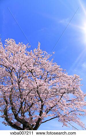 Cherry blossoms View Large Photo Image Stock Image - Cherry blossoms. Fotosearch