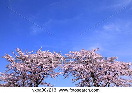 Cherry blossoms View Large Photo Image Stock Image - Cherry blossoms. Fotosearch