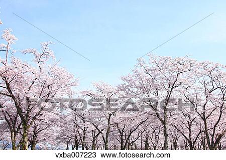 Stock Image - Cherry blossoms. Fotosearch