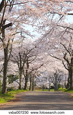 Stock Image - Cherry blossoms. Fotosearch